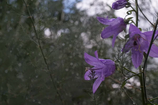 Photos Flowers Rainy Weather Purple Bluebells Meadow Garden Grasses Raindrops — Stock Photo, Image