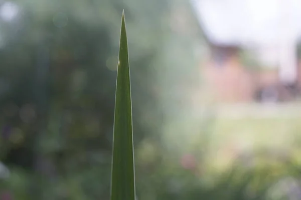 Photo Leaf Garden Plant Gladiolus Leaf Directed Vertically Upwards Looks — Stock Photo, Image