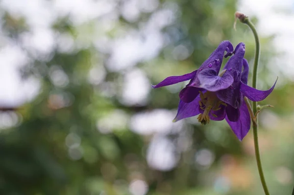 Photos Flowers Rainy Weather Purple Bluebells Meadow Garden Grasses Raindrops — Stock Photo, Image