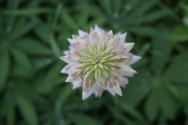 Photo of a lupin flower. The shape of a large star. Blurred geometric textures, a small area of sharpness.