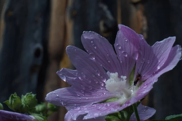 Photo Pink Flower Rain Hatma Thuringia Flower Inhabited Small Parasitic — Stock Photo, Image