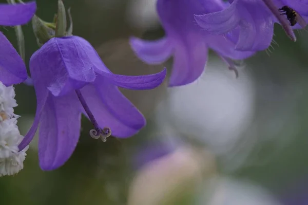 Zdjęcie Niebieskiego Kwiatu Dzwonka Rozmytym Bokeh Same Kwiaty Niebieski Jest — Zdjęcie stockowe