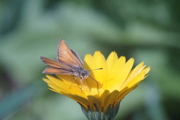 蝶と花の写真 オレンジ色の花 蝶は灰色の境界線が濃い赤です 蝶の蛾 緑のぼやけた背景 — ストック写真