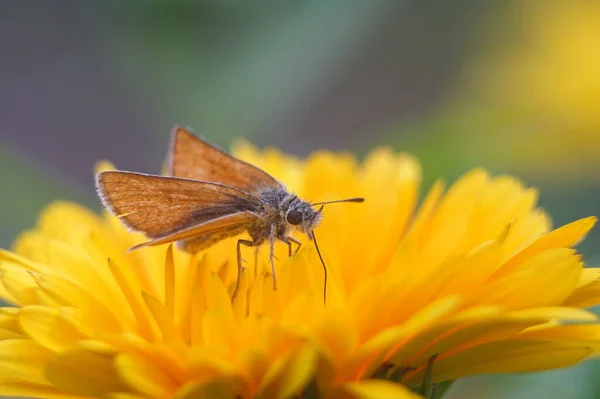 蝶と花の写真 オレンジ色の花 蝶は灰色の境界線が濃い赤です 蝶の蛾 緑のぼやけた背景 — ストック写真