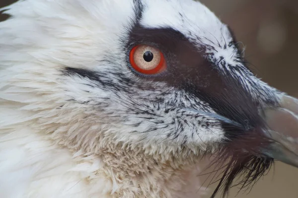 Portret Van Een Dier Lammergier Bebaarde Gier Feestelijk Verenkleed Ogen — Stockfoto