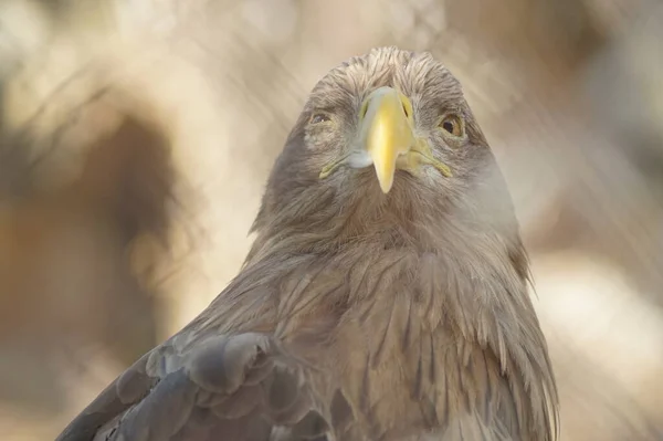 Portrait Animal White Tailed Eagle Close Brown Plumage Yellow Beak — Stock Photo, Image