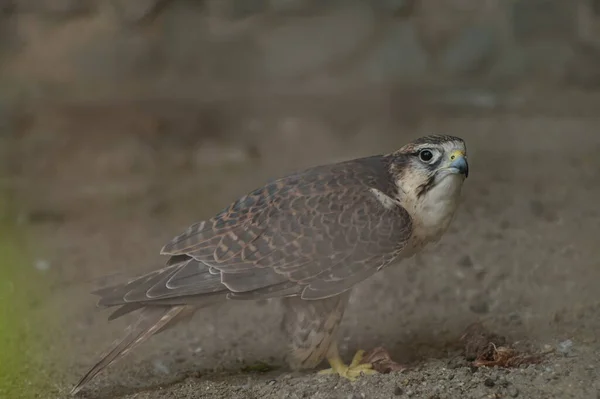 Photo Portrait Animal Gyrfalcon Food Sitting Ground Afraid Meat Taken — Foto de Stock