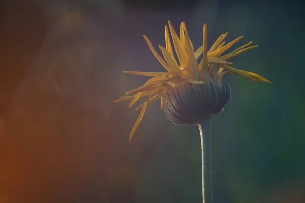 Foto Fiore Calendula Giallo Fiore Sboccia Sembra Riccio — Foto Stock