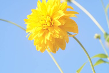Bir çiçeğin yakın plan fotoğrafı. Rudbeckia laciniata. Mavi bir arkaplanda büyük küresel bir çiçek.