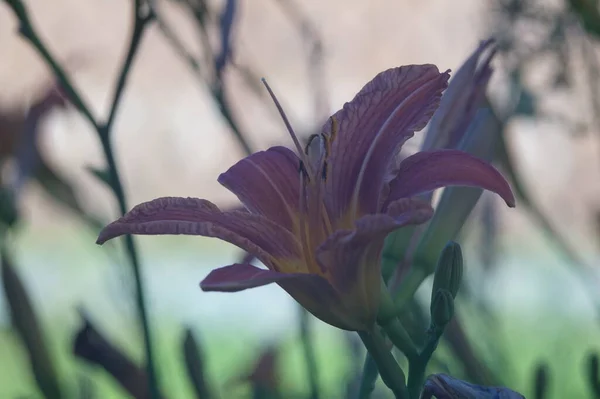 Uma Foto Perto Uma Flor Lírio Uma Grande Flor Lilás — Fotografia de Stock