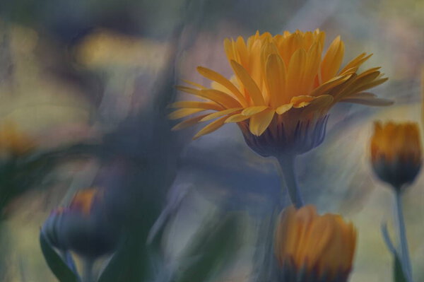 Photo of an orange calendula flower. A bright aster-like flower on a blurry green background with meadow grasses.