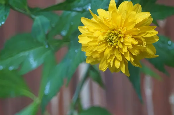 Close Photo Flower Rudbeckia Laciniata Large Yellow Spherical Flower Blurry — Stock Photo, Image