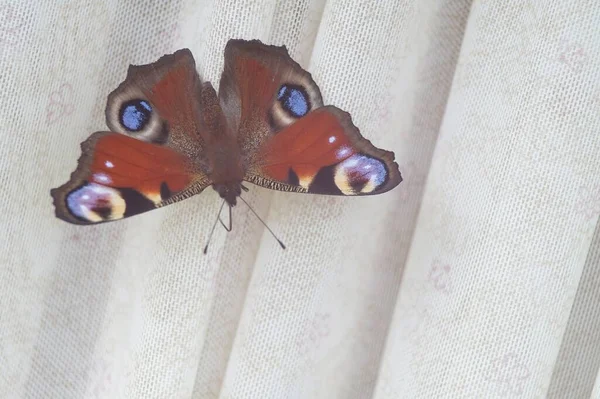 Detailní Záběr Motýla Peacock Oční Motýl Bílé Látce Struktura Tkaniny — Stock fotografie