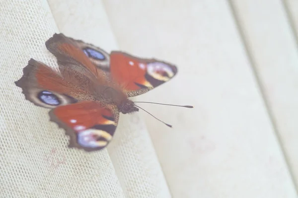 Detailní Záběr Motýla Peacock Oční Motýl Bílé Látce Struktura Tkaniny — Stock fotografie