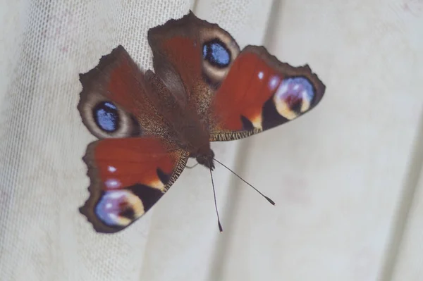 Una Foto Ravvicinata Una Farfalla Farfalla Occhio Pavone Tessuto Bianco — Foto Stock