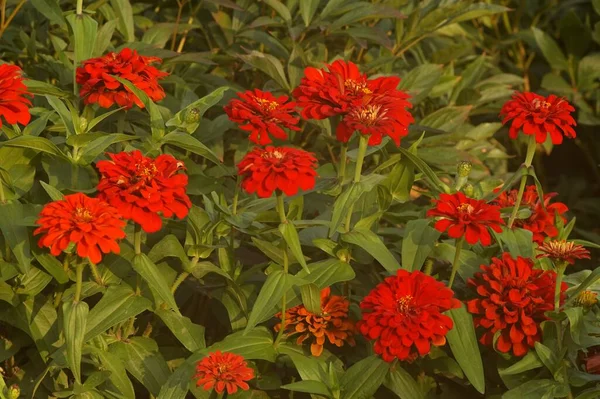 Photo Lit Fleurs Cynia Rouge Vif Sur Fond Vert Éclairage — Photo