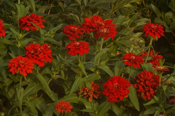 Photo Lit Fleurs Cynia Rouge Vif Sur Fond Vert Éclairage — Photo