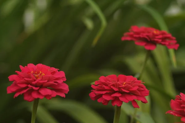 Photo Lit Fleurs Cynia Rouge Vif Sur Fond Vert Éclairage — Photo