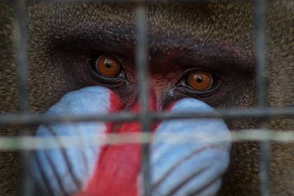 Photo portrait of an animal. A mandrill monkey in a cage. A male with a bright color. This large animal is characterized by aggressive behavior.