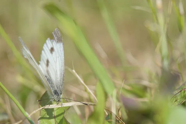 フルカラー水平写真 草原の草の間に白い蝶 ラットだ ピエール科 — ストック写真