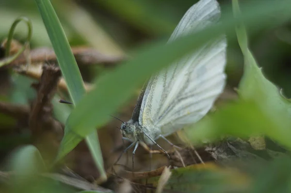 Vollfarbiges Horizontales Foto Ein Weißer Schmetterling Zwischen Wiesengräsern Lat Pieridae — Stockfoto