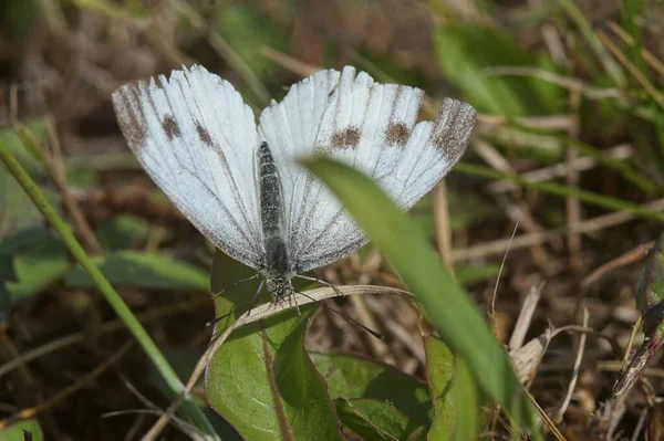 풀밭의 나비입니다 Pieridae — 스톡 사진