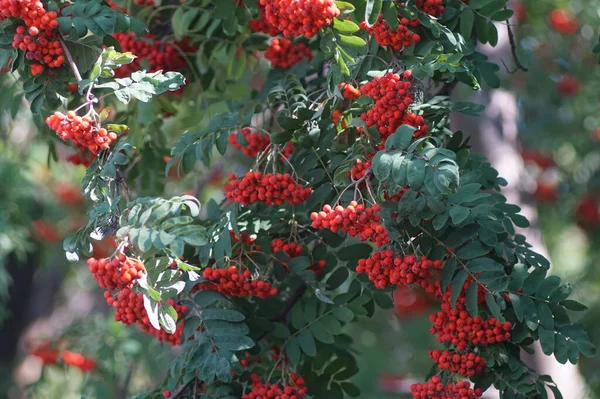 Horizontales Farbfoto Rote Trauben Von Vogelbeeren Aus Nächster Nähe Der — Stockfoto