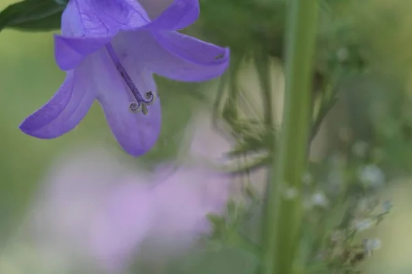 Pełnokolorowe Zdjęcie Poziome Bell Kwiat Zbliżenie Tle Traw Łąki Tło — Zdjęcie stockowe