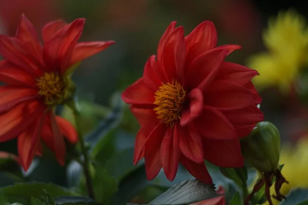 Full Color Horizontale Foto Heldere Rode Dahlia Een Donkergroene Achtergrond — Stockfoto