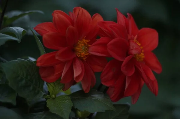 Photo Horizontale Couleur Dahlia Rouge Vif Sur Fond Vert Foncé — Photo