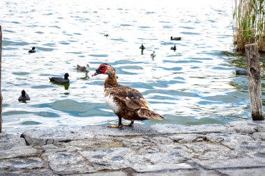 Gölün kıyısında bir ördek