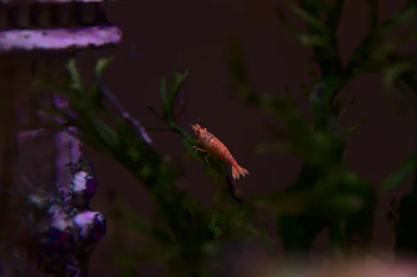 In einem Aquarium gibt es eine kleine Garnele — Stockfoto