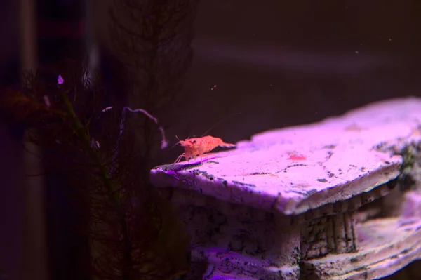 En un acuario, hay un pequeño camarón — Foto de Stock