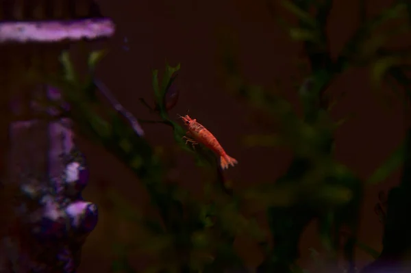 В акваріумі є невеликі креветки — стокове фото