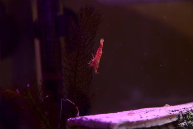 Akvaryumda küçük bir karides var.