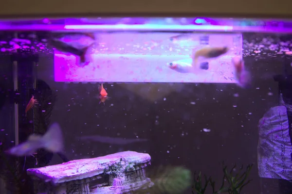 Een kleine kleurrijke vis in het aquarium. — Stockfoto
