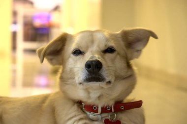 Yoğun bakışlı bir köpek..