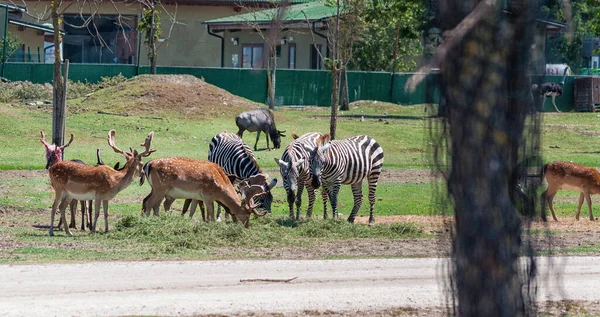 Zebras Parque Batendo Grama — Fotografia de Stock