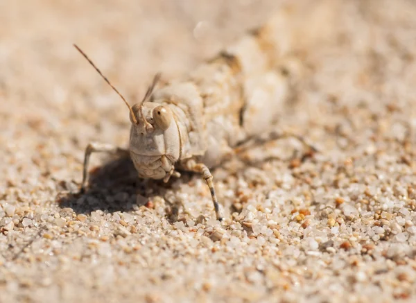 GRASSHOPPER blends IN THE SAND — Stock Photo, Image