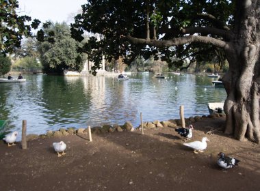 Geniş açılı bir çekim Roma 'nın Villa Borghese parkındaki Borghese Gölü' nün huzurlu atmosferini yakalıyor. Aesculapius 'un neo klasik tapınağı sakin suda güzel bir şekilde yansıtılan küçük bir adada görkemli bir şekilde duruyor.