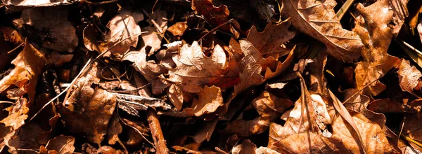 秋は背景の構図を残す 背景に美しいオレンジ色の紅葉 葉が落ちる フラットレイアウト トップビュー コピースペース — ストック写真
