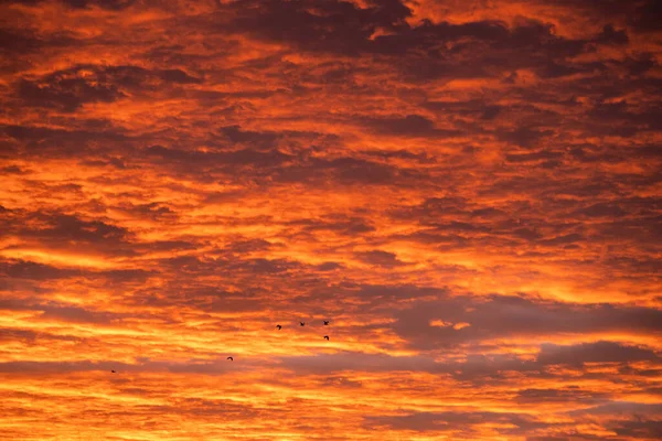 背景に飛んでいる鳥のシルエットの美しいオレンジ色の夕日や日の出の雲 — ストック写真