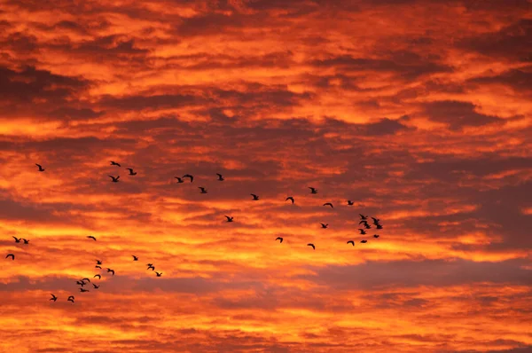 日の出や日没時に空を飛ぶ鳥は 背景に素敵なオレンジ色の雲があります — ストック写真