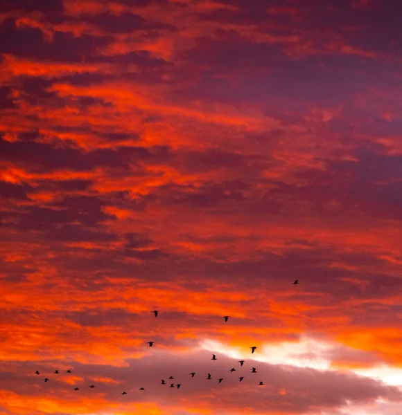 日の出や日没時に空を飛ぶ鳥は 背景に素敵なオレンジ色の雲があります — ストック写真
