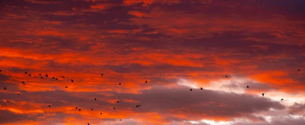 日の出や日没時に空を飛ぶ鳥のパノラマビューを背景に素敵なオレンジの雲 — ストック写真
