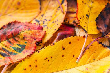 Sonbahar yaprakları, arka planı kapatın. Sonbahar yaprakları orman zeminine düşer. Sıcak renkli yapraklar, kırmızı, sarı ve turuncu.
