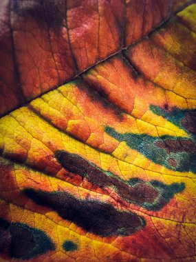 Renkli sonbahar yaprağının ayrıntıları. Sonbahar yaprağının makro arkaplanı.