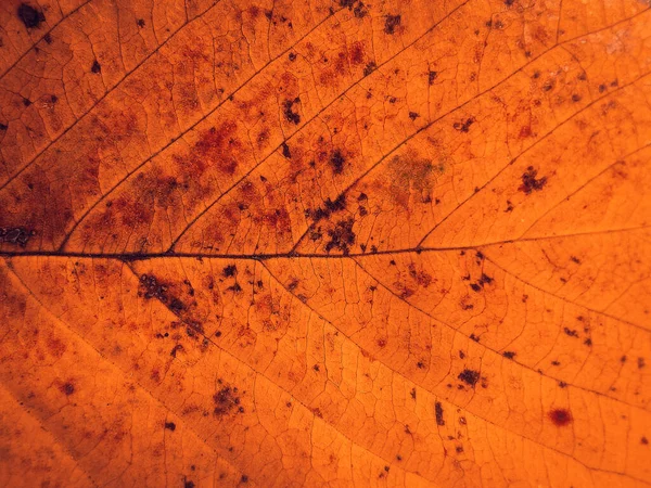 Detalhe Folha Outono Laranja Fundo Macro Folha Queda Colorida — Fotografia de Stock