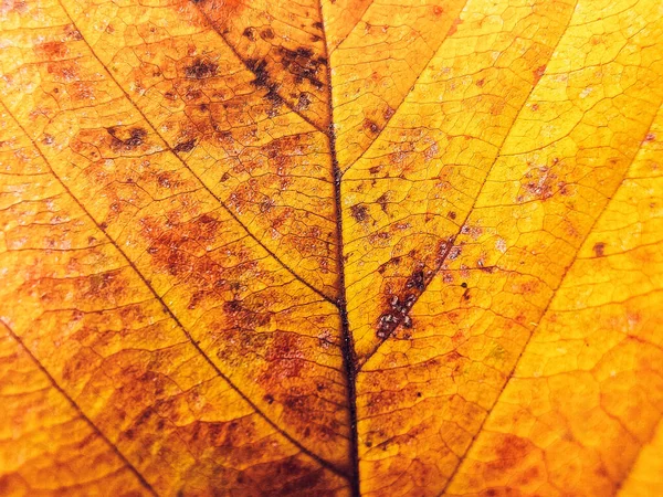 Detail Yellow Autumn Leaf Macro Background Colorful Fall Leaf — Stock Photo, Image