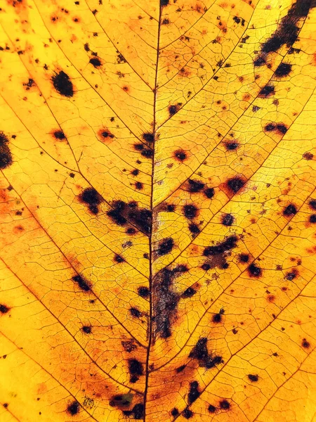 Detail Yellow Autumn Leaf Macro Background Colorful Fall Leaf — Stock Photo, Image